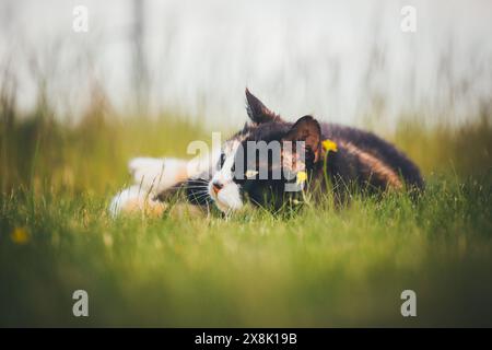 Tortoiseshell farm cat Stock Photo