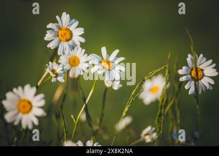 Chamomile (Matricaria) Stock Photo
