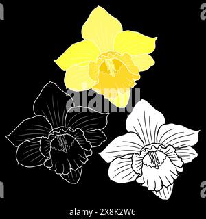 Spring daffodil or narcissus flower outline, silhouette, color and monochrome vector illustration. Stock Vector