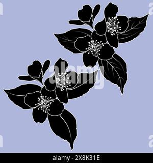 Blooming Philadelphus virginal or jasmine twig, botanical monochrome black and white vector illustration. Jasmine flowers and leaves silhouettes. Stock Vector