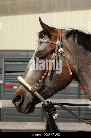 appaloosa horse portrait headshot of purebred appaloosa wearing leather western bosal bridle shot from the side vertical equine image with type space Stock Photo