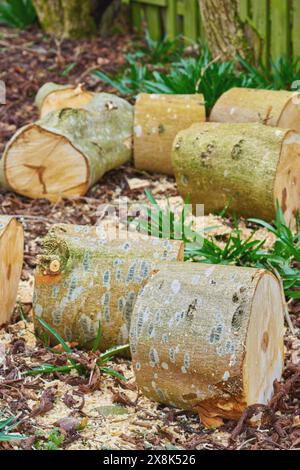 Wood, tree stump and log on ground, pile and outdoor for fuel, heat and material for construction in forest. Timber, nature and carpentry supplier Stock Photo