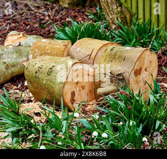 Wood, tree stump and timber on ground, pile and outdoor for fuel, heat and material for construction in forest. Nature, field and carpentry supplier Stock Photo