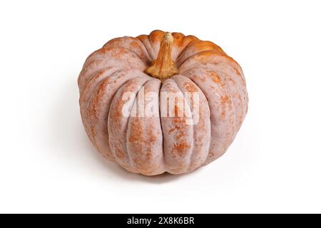 Orange mature ribbed 'Black Futsu' pumpkin squash on white background Stock Photo