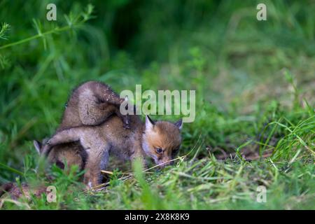 Two fox cubs (Vulpes vulpes) playing in the grass and curiously exploring their world, Guxhagen, Hesse, Germany Stock Photo