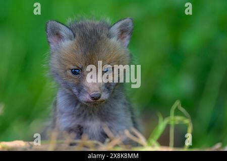 A close-up portrait of a young fox cub (Vulpes vulpes) with a green background, Guxhagen, Hesse, Germany Stock Photo