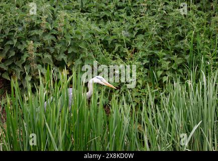 Grey heron protecting its territory, Bridgewater and Taunton canal, Creech St Micheal, Taunton Somerset, England, United Kingdom Stock Photo