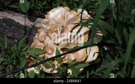 Cluster of mushrooms on ground Stock Photo