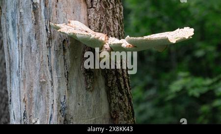 Shelf fungus on Tree Stock Photo