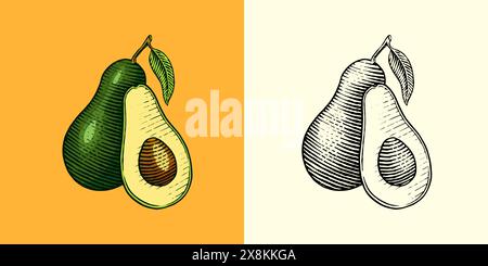 Tropical avocado. Evergreen fruit plant. Isolated Vector hand drawn. Vintage template for design. Engraved monochrome sketch Stock Vector