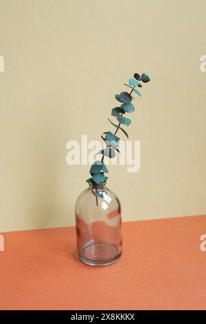 Vase of green eucalyptus plant on red table. khaki beige background Stock Photo