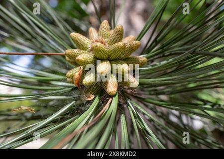 New pine cone seeds in the spring, soft focus Stock Photo