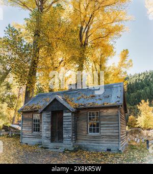 Beautiful old wooden hut under the yellow foliage tree during autumn in Arrowtown, New Zealand Stock Photo