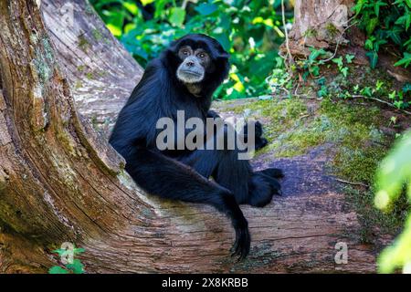 A Siamang Gibbon, Symphalangus Syndactylus, is the largest of the ...