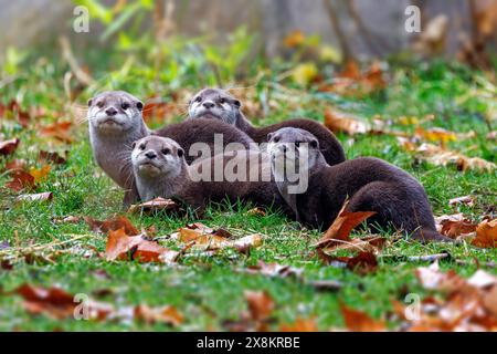 A group of Asian small-clawed otters, aonyx cinerea, huddled together. These semiaquatic mammels are considered vulnerable in the wild. Stock Photo