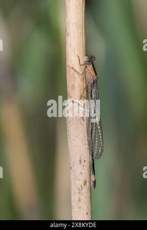 Große Pechlibelle, Grosse Pechlibelle, Pechlibelle, Pech-Libelle, Ischnura elegans, common ischnura, ischnura, blue-tailed damselfly, Common Bluetail, Stock Photo