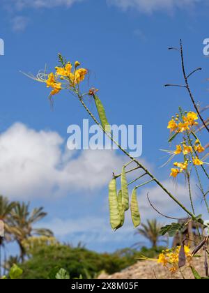 Peacock flower / Mexican bird of paradise (Caesalpinia pulcherrima) flowers and seed pods, Fuerteventura, Canary Islands, September. Stock Photo