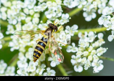 Common Globetail on a flower, Sphaerophoria Scripta Stock Photo