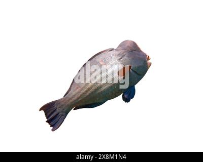 Exotic marine fish on white isolated background with clipping path. Stock Photo