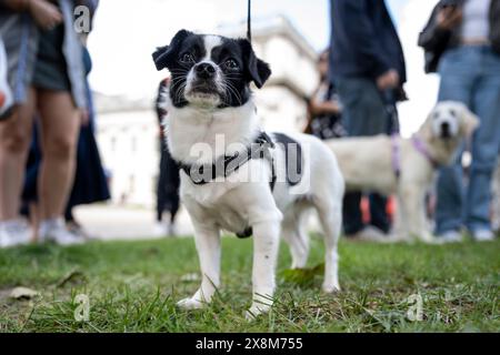 London, UK.  26 May 2024.  Bella, a Jack Russell/Chihuahua mix, is a participant in the Greenwich Dog Show, held at the Old Royal Naval College.  Dogs of all ages and breeds are competing in a variety of classes to see if they can earn the coveted Best In Show award.  Credit: Stephen Chung / Alamy Live News Stock Photo