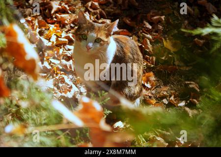Cute mongrel cat with green eyes sitting on autumn leaves in the garden and looking upwards into the camera Stock Photo