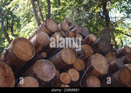 A row of cut pine trunks in the forest. Photo from an angle Stock Photo