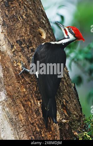 Pileated woodpecker at Corkscrew Swamp Sanctuary, Naples Florida Stock Photo