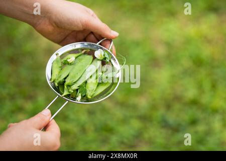 Woman farmer holds a ripe peas. Close up Stock Photo