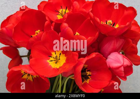 A lovely collection of vibrant red flowers displaying striking yellow centers, perfect for adding a pop of color to any setting Stock Photo