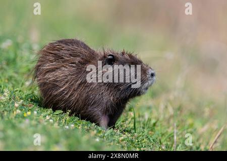 South Amercan Coypu or Nutria (Myocastor coypus) feeding on grass at Lake Kerkini Greece. Stock Photo