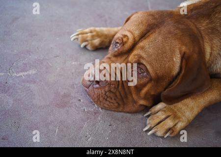Lazy dog sleeping on the floor. Stock Photo