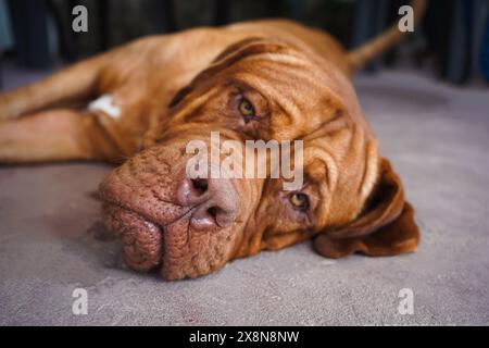 Lazy dog sleeping on the floor. Stock Photo