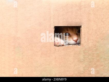 Poor and sad kitten in the cardboard box looking through the hole ask for help just before being thrown away. Save animal concept. Stock Photo