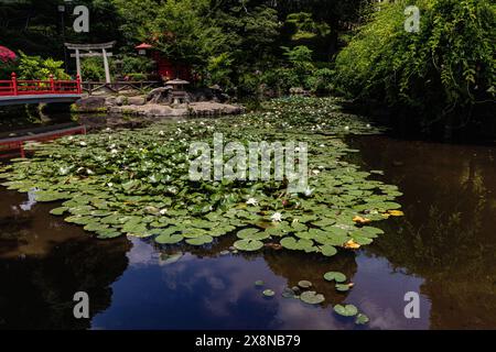 Sudo Park rises like an amphitheater around a central pond and shrine to Benzaiten, the goddess of love, water, fortune, music and poetry.  Sudo Park Stock Photo