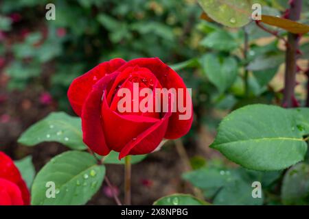 A Mister Lincoln Rose flower growing in the garden. United States. Stock Photo