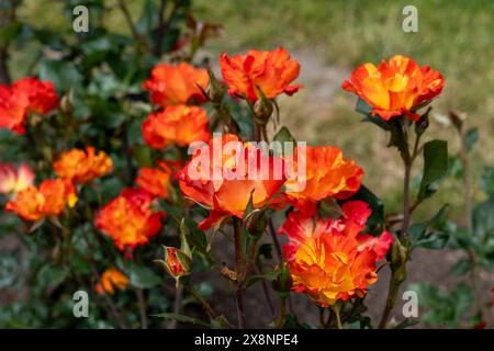 Fired Up Rose flowers growing in the garden. United States. Stock Photo