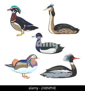 Set of various waterfowl, different types of ducks and grebe. Vector elements isolated on white background. Stock Vector