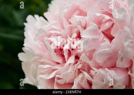 Pink Peony Stock Photo