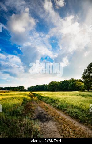 Dirt Road Cutting Through Field Stock Photo