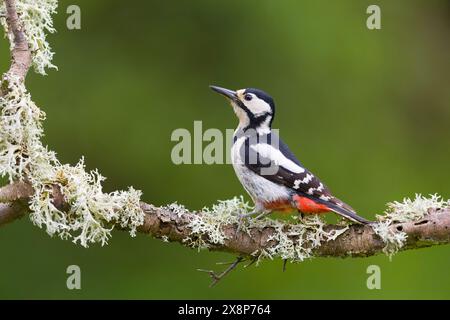 Great spotted woodpecker Dendrocopos major, adult female perched on lichen covered branch, Suffolk, England, May Stock Photo