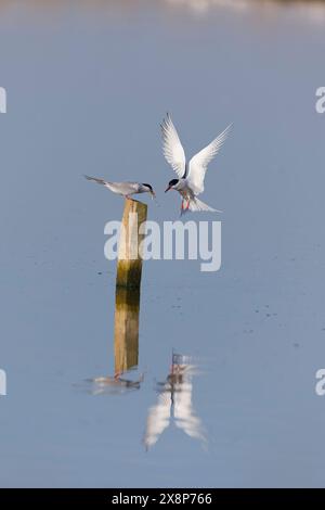 Common tern Sterna hirundo, summer plumage adult pair, male hovering having just passed sandeel to perched female, Minsmere RSPB reserve, Suffolk, Eng Stock Photo