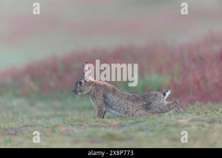 European rabbit Oryctolagus cuniculus, adult stretching, Minsmere RSPB nature reserve, Suffolk, England, May Stock Photo