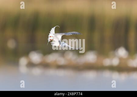 Common tern Sterna hirundo, summer plumage adult turning in flight, Minsmere RSPB reserve, Suffolk, England, May Stock Photo