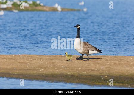 Canada goose Branta canadensis, adult and gosling walking on island, Minsmere RSPB reserve, Suffolk, England, May Stock Photo