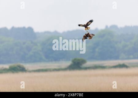 Marsh harrier Circus aeruginosus, adult pair fighting in flight, Minsmere RSPB reserve, Suffolk, England, May Stock Photo