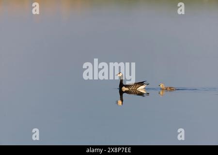 Barnacle goose Branta leucopsis, adult and gosling swimming, Minsmere RSPB reserve, Suffolk, England, May Stock Photo