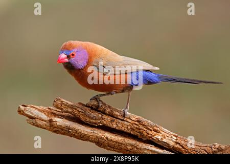 A colorful male violet-eared waxbill (Uraeginthus granatinus) perched on a branch, South Africa Stock Photo