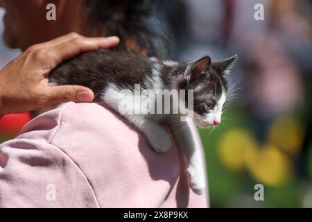 Shallow depth of field (selective focus) details with the hands of a woman holding a rescued kitten during an animal adoption event. Stock Photo