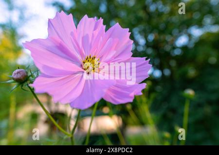 Close up of a beautiful single cosmos flower. Soft pink cosmos flower close up. Stock Photo