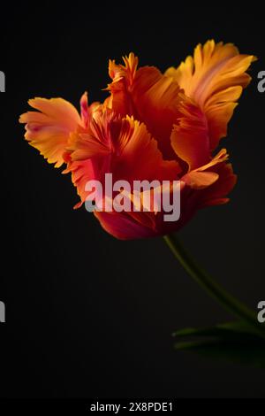 Amazing parrot. Parrot tulip open flower head isolated on black background. Specialty tulip. Macro shot of a tulip. Stock Photo